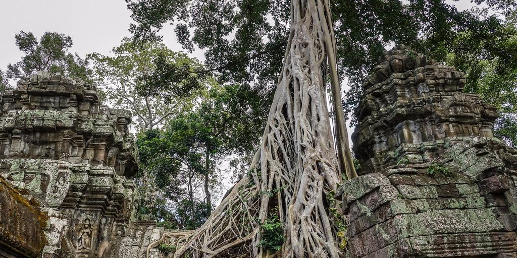 Храм Ta Prohm (Та Пром, Та Прум, Та Прохм, Тапром)
