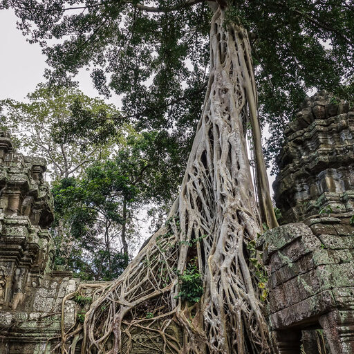Храм Ta Prohm (Та Пром, Та Прум, Та Прохм, Тапром) Храм Ta Prohm (Та Пром, Та Прум, Та Прохм, Тапром)